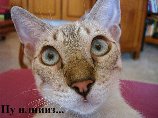 Операция "Пятница"