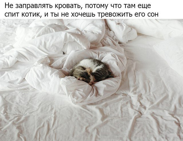 Если у вас есть кот, то...