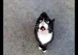 Выступление Талантливого Котэ