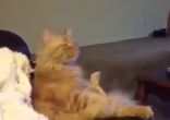 Даже коты смотрят олимпиаду