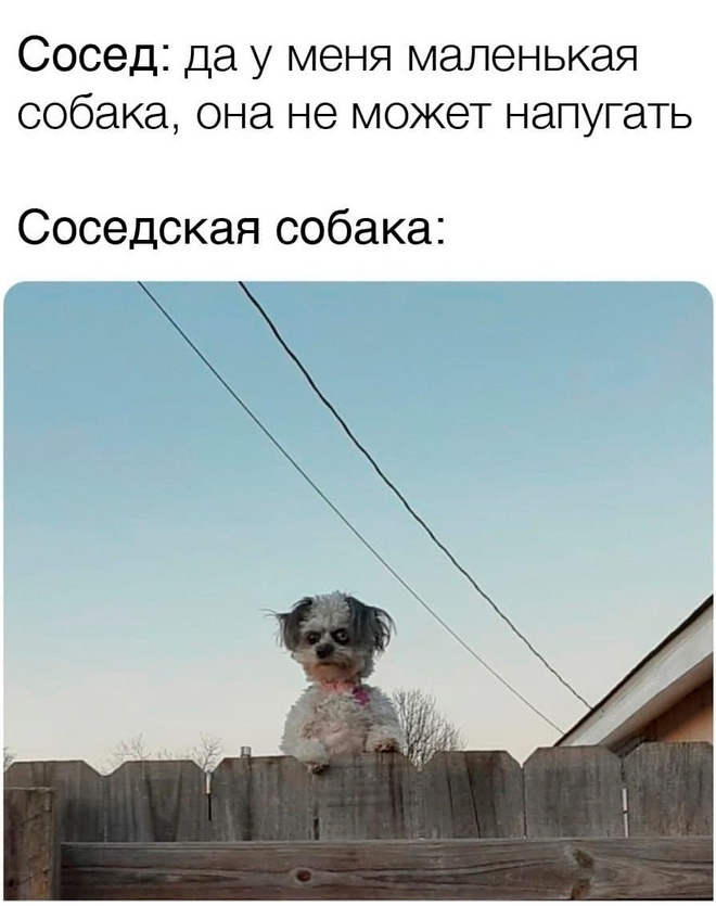 Соседская собачка