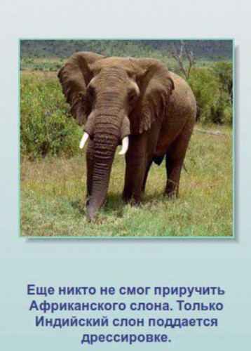 Неизвестные факты о животных