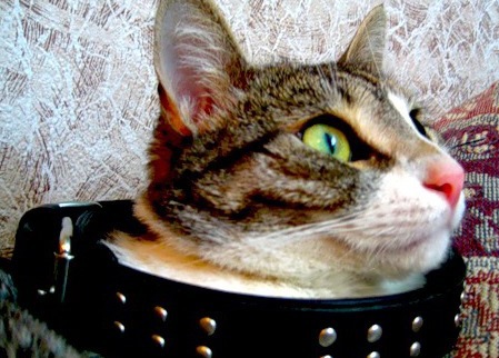 Говорите с кошками!