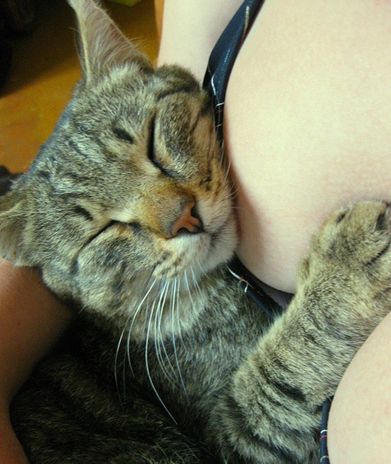 Мурррчащие фото котэ с женской грудью