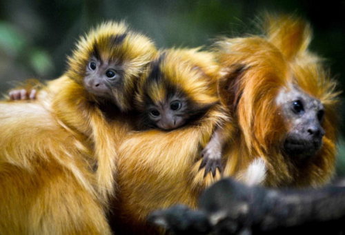 Смешные животные