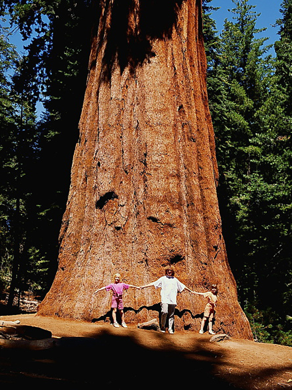 Дерево по прозвищу "президент", Sequoia National Park