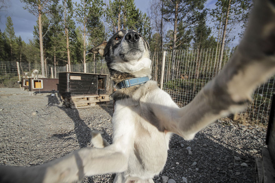 Собаки, которые любят селфи