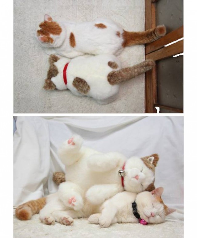 ТОП 15 лучших двойников