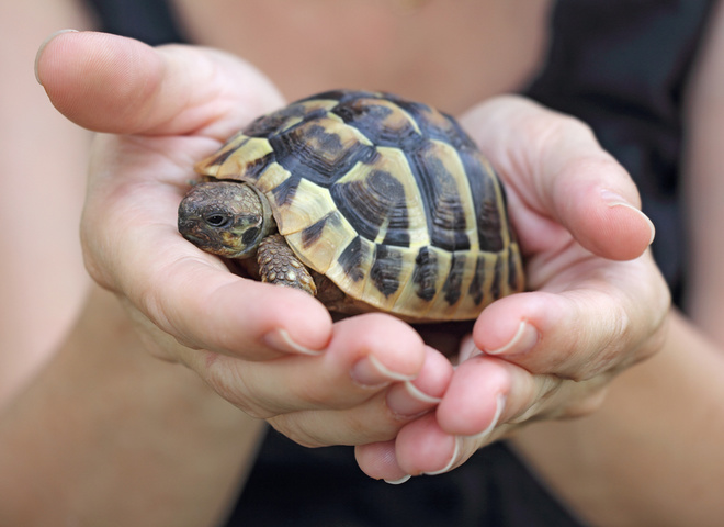 Яке свято відзначають 23 травня