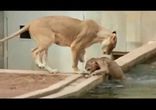 Львица искупала детеныша