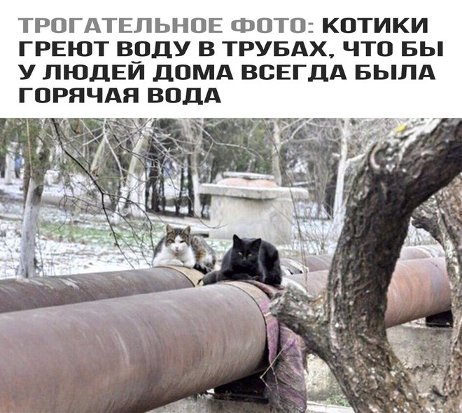 Добрые котики