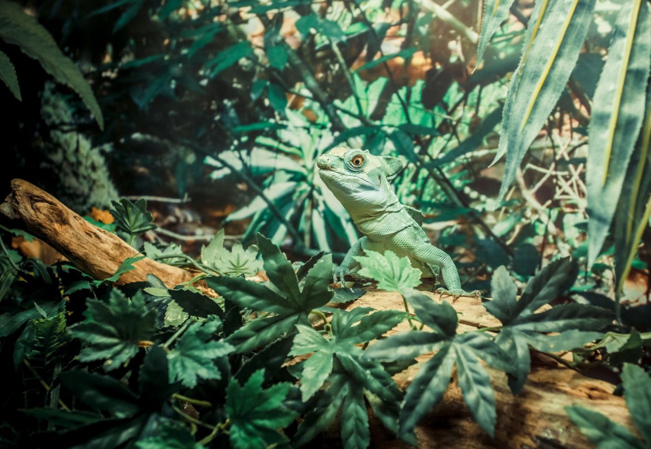 Аквапарк юрського періоду Dream Island