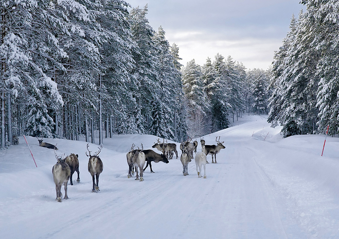 Сніжне сафарі в Швеції