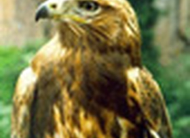 Биологическое разнообразие