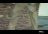 стріли кохання