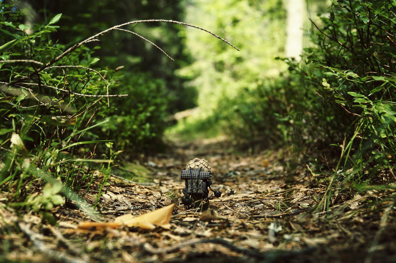 #ПутешествиеСосновойШишки часть 6