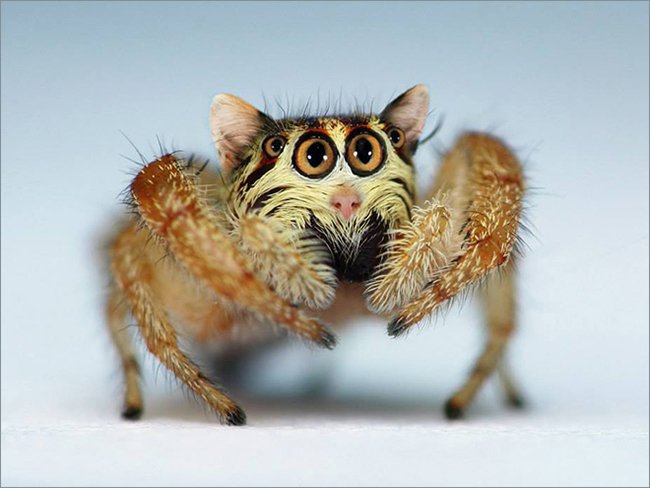 Создания, которых страшно было бы встретить