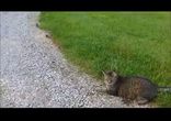 Кот и злой бурундучок