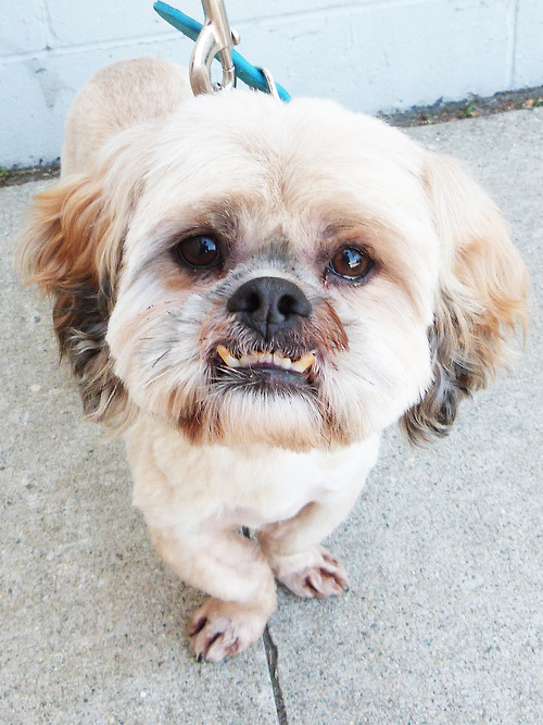 Собаки - зубаки