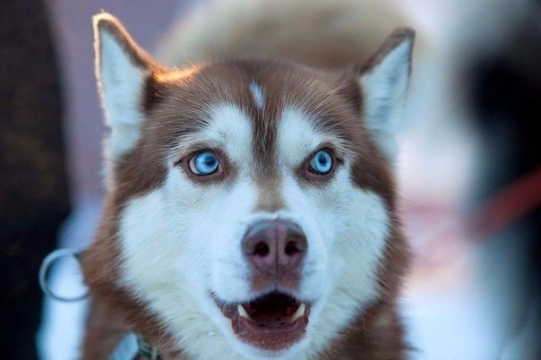 Самые очаровательные хаски