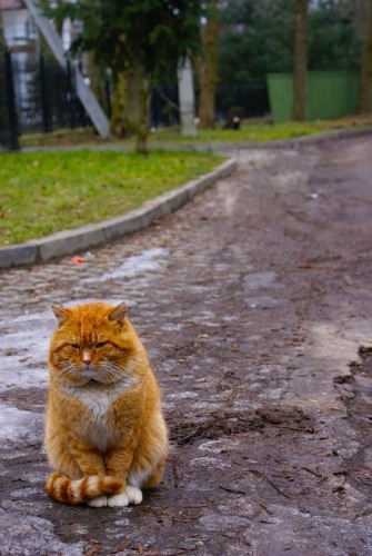 Погладь кота!