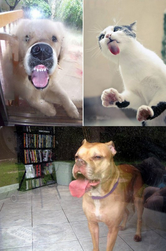 Няшки у стекла