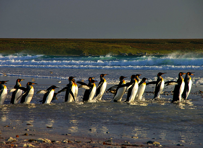 Де зустріти пінгвінів: Пінгвіни на островах поблизу Вогненної Землі - Королівський пінгвін