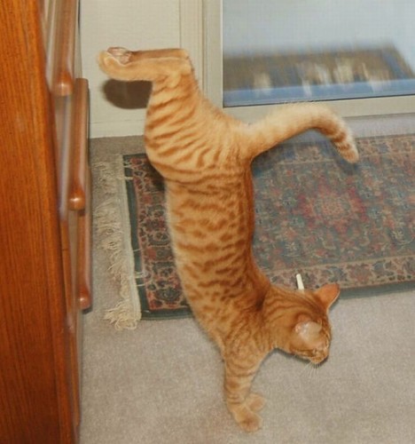 Котэ акробаты