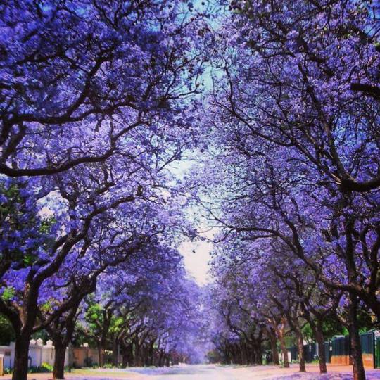 Чарівні вулиці в тіні дерев і квітів