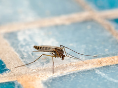 Как избавиться от комаров домашними средствами