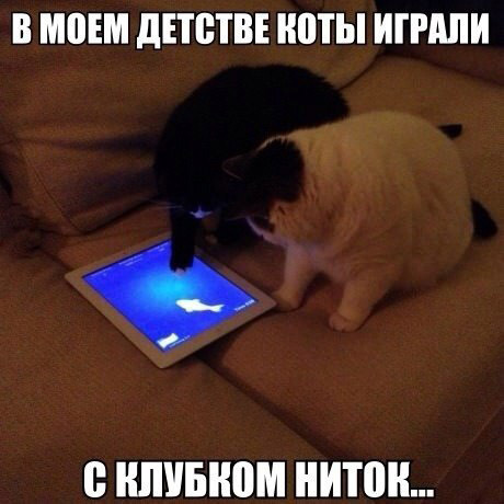 Коты, постигшие высокие технологии