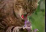 Кошачья мята