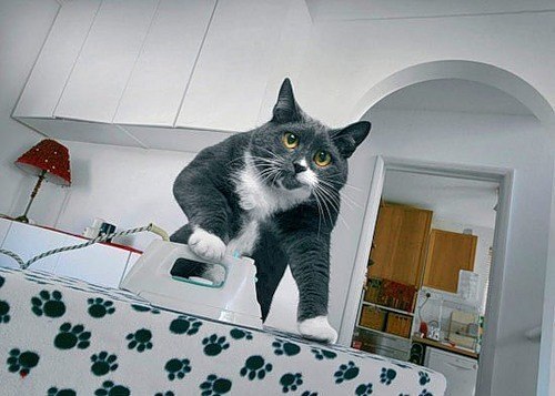 Пусть каждого дома ждет идеальный кот