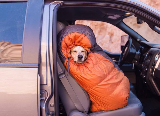 Невероятные приключения собаки-путешественницы Мэдди по Америке