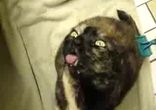 Котячий КАЙФ