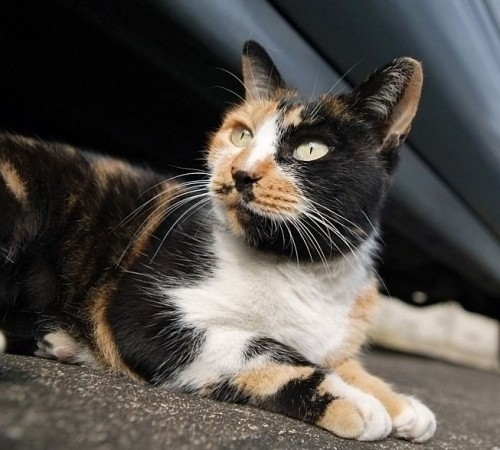 Пойми меняу