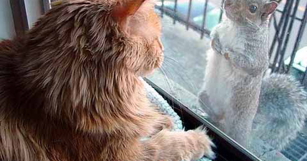 Совсем обнаглел. Кот и белка за окном. Белочка и кот. Кошка белка. Рыжий кот и белка.