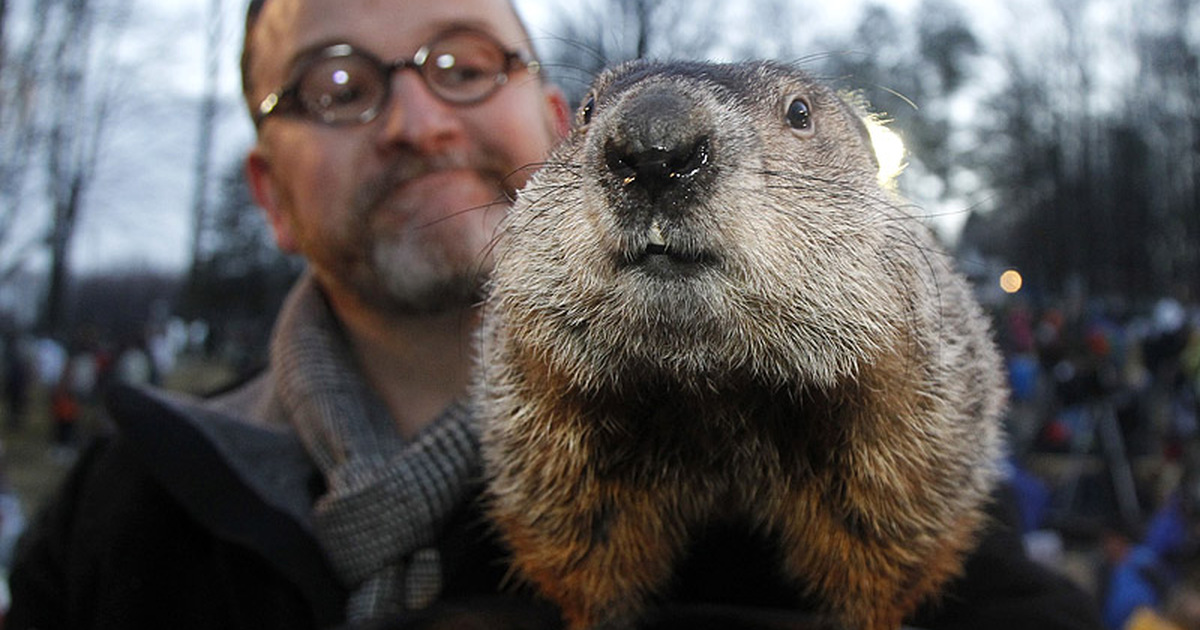 Длиннохвостый сурок. Бабак норы. Groundhog day праздник. Сурок американский. Marmota broweri.