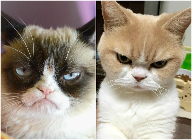 Новая звезда. Самый хмурый на земле - японский кот Коюки