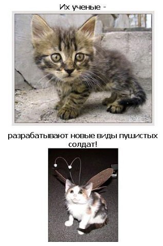 Коты атакуют