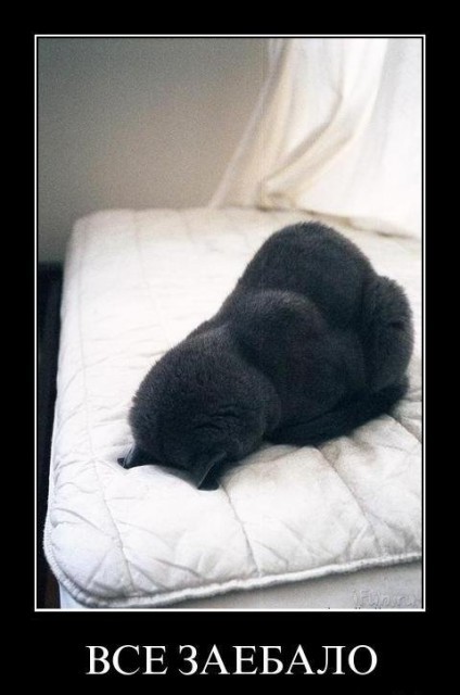 Демотиваторы про котов