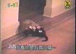 !Cats