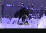 moose-stomp