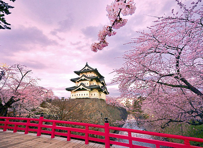 Сезон цветения сакуры в префектуре Канагава - Канагава - Japan Travel