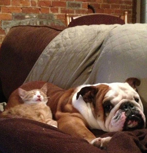 Кот и собака - лучшие друзья