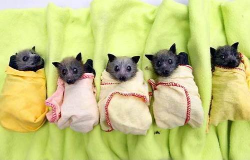 Маленькие няшки