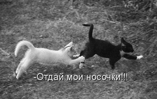 ТОП лучших котоматриц