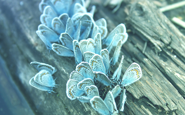 Нежный снимок с бабочками