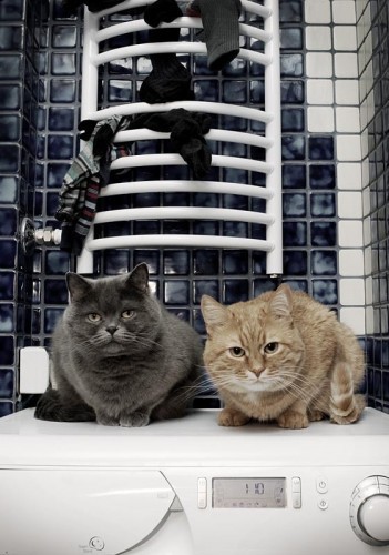 Кошки - лучшее украшение Вашего дома