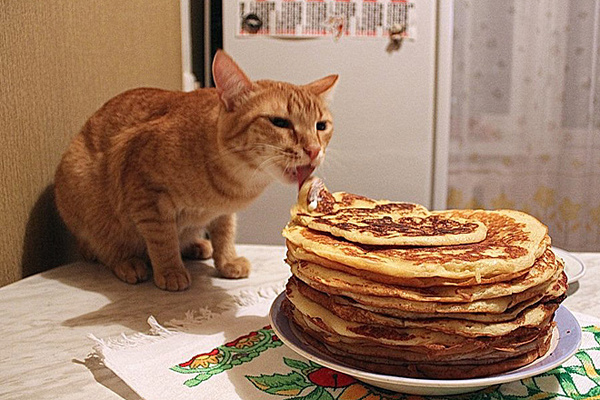 Котики и блинчики